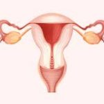 Reproductive system